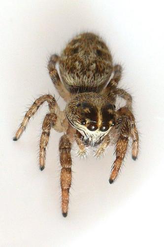 Macaroeris nidicolens